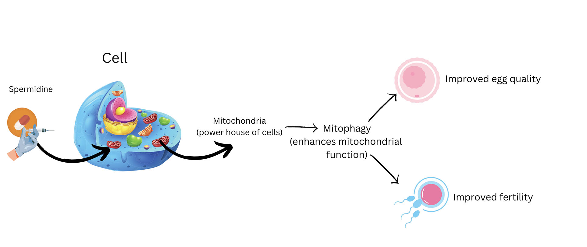 Schema explaininghow Spermidine improves fertility by activating mitophagy, enhancing mitochondrial function.